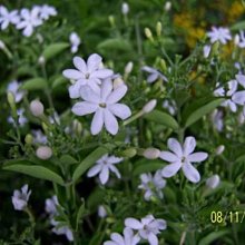 (缺貨中)花花世界_--圍籬植物--星星茉莉--香氣迷人/6吋/高40-60公分/TC
