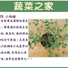 【蔬菜之家滿額免運】K26.小地榆種子60顆(葉有堅果及濃郁的黃瓜味。鮮葉適合做為料理的調味亦可煮湯。含豐富維他命)