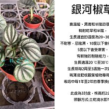 心栽花坊-銀河椒草/期間限定/椒草/3吋/觀葉植物/室內植物/綠化環境/售價200特價150