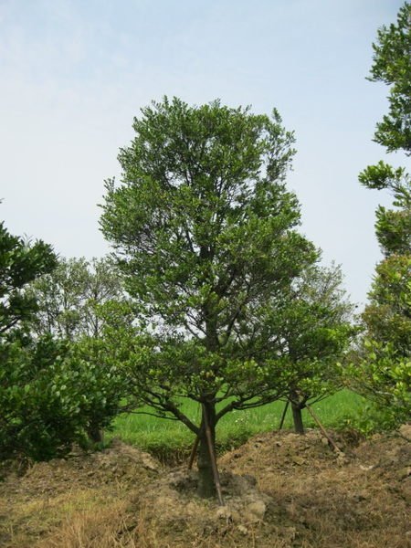 (青山園藝)象牙木.頭俓10~20cm.高度2~5米. 紫檀真柏桂花樹葡萄楊梅黑松梔子花含笑毛柿