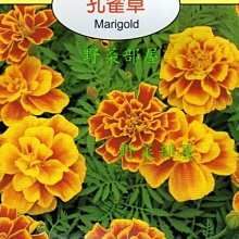 【野菜部屋~】Y71 孔雀草Marigold~天星牌原包裝種子~每包17元~