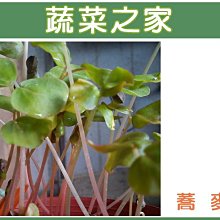 【蔬菜之家滿額免運00J06】大包裝蕎麥種子700公克(賣場另有其他芽菜種子)※此商品運費請選宅配貨運※