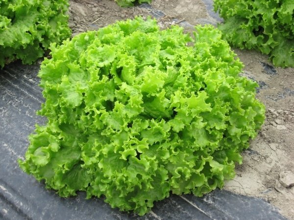 【蔬菜種子S354】義大利皺葉不結球萵苣~~夏季品種，植株高大，全年適種。