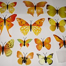 仿真蝴蝶吸鐵 雙面彩色 蝴蝶12隻 裝飾美化佈置居家 會場吸睛亮點 美勞 冰箱貼(黃橙色款)