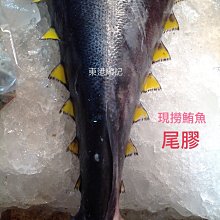 東港順記 大目鮪魚 黃鰭鮪魚 魚尾膠  三杯 醬燒 煮湯  船長的私房料理首選食材