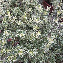 花花世界-綠籬植物 ** 六月雪 ** 5吋盆/高20-30cm /盛開星狀的白色花朵/MA