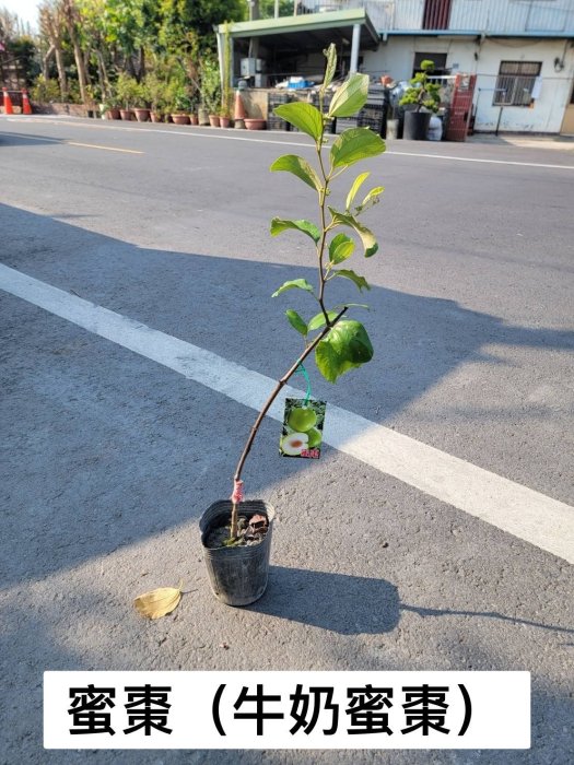 花花世界-水果苗**牛奶蜜棗(蜜棗)**4.5吋盆/高20-30cm/果大香甜/MA(特價中)