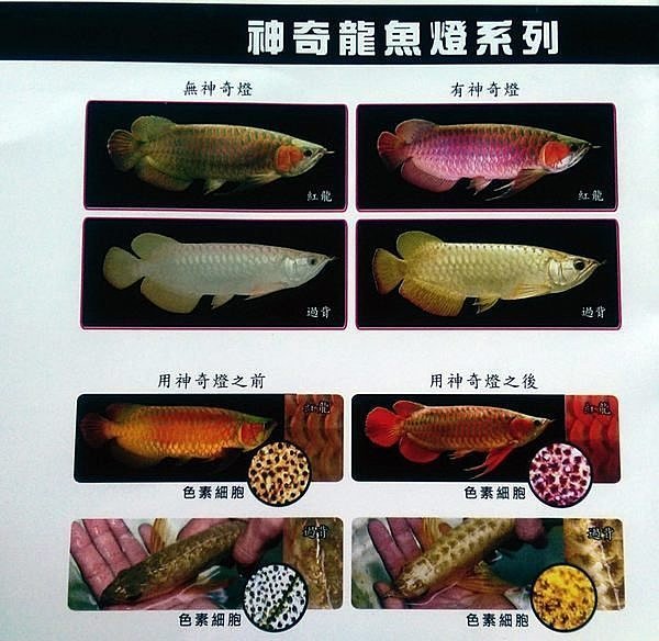 海葵達人＊新加坡仟湖超強水中LED龍魚神奇燈【過背金龍魚增豔燈具 115cm / 4尺】*免運可貨到付款*