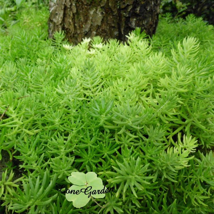 ~長榮~~【松葉景天】3吋盆　黃色花海　多肉戶外植物　耐旱　好照顧草地植物