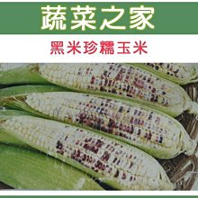 【蔬菜之家滿額免運00G04】大包裝.糯玉米(黑美珍)種子90克(蔬菜種子)※此商品運費請選宅配貨運※