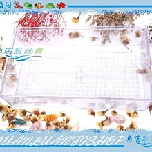 【魚店亂亂賣】生化式上部滴流式過濾槽擴充盒/滴流盒(便當盒)長30×17×7cm(大)單入