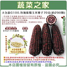 【蔬菜之家滿額免運00G100】大包裝.玫瑰紫糯玉米種子70克(約290顆)※此商品不適用郵寄掛號※