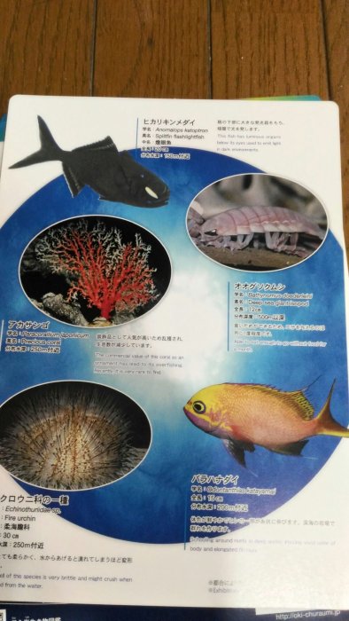 墊板 9沖繩 海洋館 紙硬墊板 美麗魚世界 水族館正反2面 墊板文具書寫便利用品