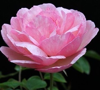 (缺貨中)花花世界_玫瑰苗-櫻鏡，Duchesse De Brabant--花量多/3.5吋盆/高10~30公分/Tm