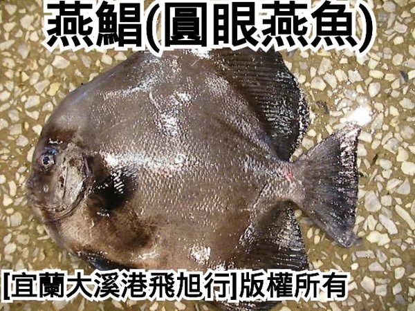 燕鯧(圓眼燕魚)....0.6公斤魚體優惠期間特價每尾290