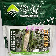 【野菜部屋~】N29 白嘉麗白超甜玉米種子1磅 , 生長勢強 , 耐病性佳 , 每包650元~