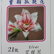 缺貨中-花花世界_季節花卉--重瓣孤挺花，艾娃兒-(21號)--花色特別 /TC