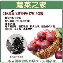 【蔬菜之家滿額免運】C29.紅皮洋蔥種子0.5克(110顆) 蔬菜種子 洋蔥 紅皮洋蔥 根莖類種子