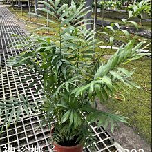 花花世界-室內小品*袖珍椰子*5/6吋盆/高35-40公分/MA