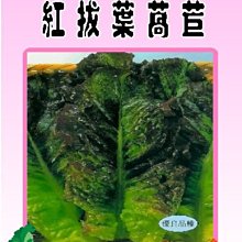【野菜部屋~】B10 日本紅拔葉萵苣種子1.1公克 , 質地鮮嫩 , 每包15元~