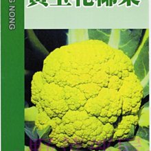 【野菜部屋~】E40 黃玉花椰菜種子2公克(約720粒) , 大型黃色花蕾 , 生長旺盛 , 每包170元 ~