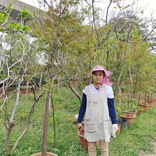 元茂園藝高鐵南路園區 落羽松 會變色 五年樹齡 北部地區可宅配 今日實品拍攝