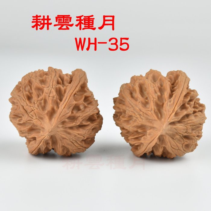 【耕雲種月】文玩核桃 蘋果圓(精品配對、皮質好)(特價780元售出)-35-980元/對 邊41×肚40×高41mm