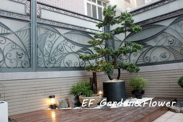 【EF Garden&Flower】羅漢松(大)+水磨石盆 / 桃園中壢景觀園藝設計