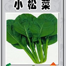 【野菜部屋~蔬菜種子】E13 日本四季小松菜種子35公克(約14000粒) ,日本油菜 , 每包160元~