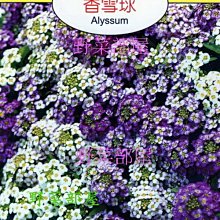 【野菜部屋~】Y54 香雪球Alyssum~~天星牌原包裝種子~每包17元~