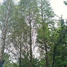 元茂園藝中壢園區 大型落羽松 高約7-8米 移植袋裝多年