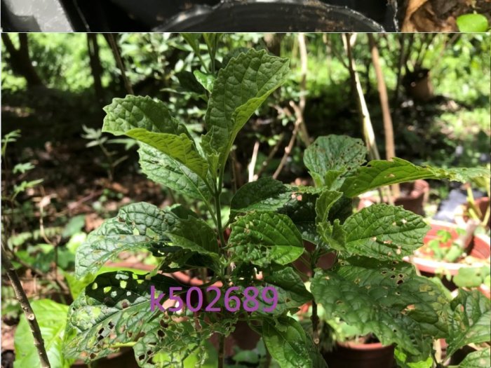 化石樹 台灣珍稀藥用植物 3.5吋盆