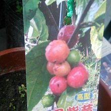 花花世界_水果苗【大果紫莓】5吋盆/20-30cm/果大多汁 TN