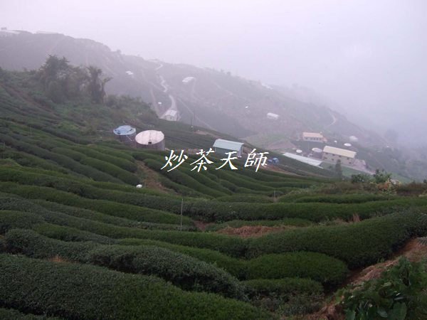 {炒茶天師} 大禹嶺福壽梨山 {天池冷韻生態茶} 手採烏龍茶葉2800元/斤細緻花香,山氣強~ 免運