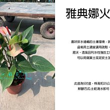 心栽花坊-雅典娜火鶴/火鶴/火鶴花/5吋盆/觀葉植物/室內植物/綠化植物/售價460特價400