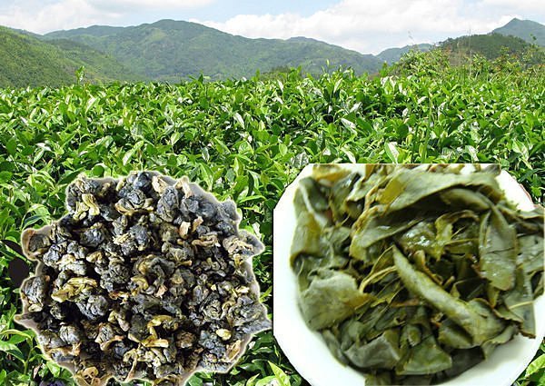 泰旺製茶廠】梨山茶。手採鮮嫩回甘。口齒留香批發價1300一斤/高山茶/台灣茶葉/大禹嶺茶/阿里山茶/冷泡茶/烏龍茶/清茶