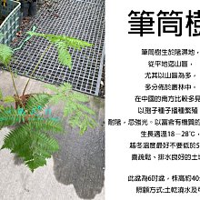 心栽花坊-筆筒樹/6吋/超取會折損接受才下/綠化植物/室內植物/觀葉植物/蕨類/售價500特價400