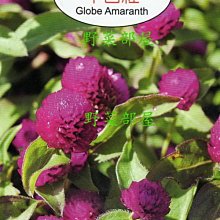 【野菜部屋~】Y37 千日紅Globe Amaranth~~天星牌原包裝種子~每包17元~