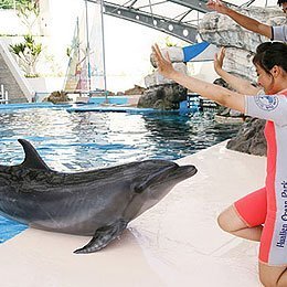 便宜網南高雄店／花蓮遠雄海洋公園全票門票／八大主題樂園／海豚／海獅／全家／親子／旅遊／高雄可面交／近成功漢神／店面經營