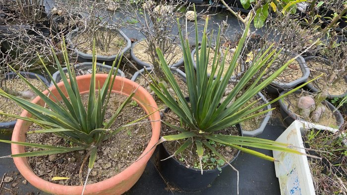 索科特拉龍血樹（Dracaena cinnabari）