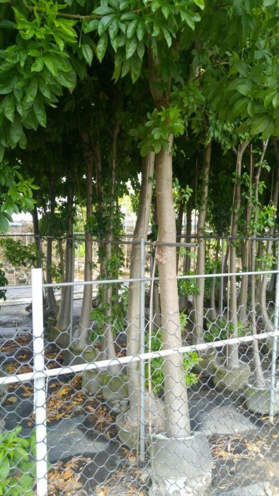 ╭＊田尾玫瑰園＊╯新品種樹種-(猴麵包樹)高3米-7000元