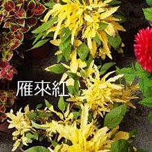 花花世界-襯景植物 **雁來紅**5吋盆/高20-30cm/葉子會轉色/MA