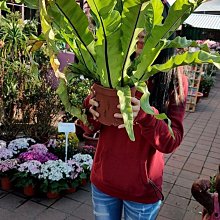 芯晨花園桃園三民店 山蘇盆栽 特優型網美店盆栽 頂級品相現貨供應