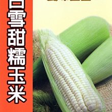 【野菜部屋~中包裝】N01 白雪甜糯玉米種子100公克(約600顆種子) , 口感香Q , 有甜度~