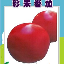 【野菜部屋~】L02 日本彩果蕃茄種子4粒 , 果粒大 , 產量多 ,每包15元~