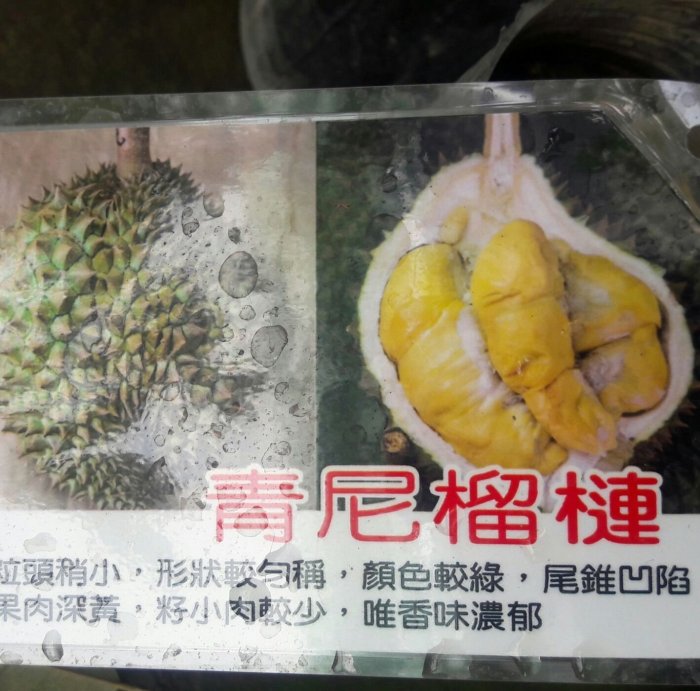 花花世界-水果香草**青尼榴槤**4吋盆/高20-30公分/ 新品 青皮系列/MA