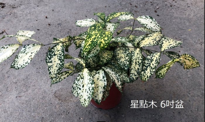 花花世界_襯景植物* 星點木 * 6吋盆/高15-30cm/ MA