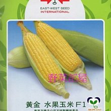 【野菜部屋~大包裝】N05 黃金水果玉米種子一磅裝(約3650顆種子) , 果穗比一般的大 , 甜度高 , 品質棒~