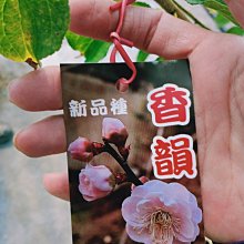 花花世界_落葉喬木*香韻國梅(粉色) 4.5吋盆 */香氣宜人 新品種 /MA*6吋盆(暫缺)*