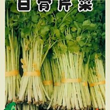 【野菜部屋~】P01 白骨芹菜種子7公克 , 品質優 , 香味濃 , 每包15元~